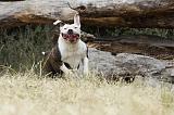 BOULEDOGUE AMERICAIN 068
